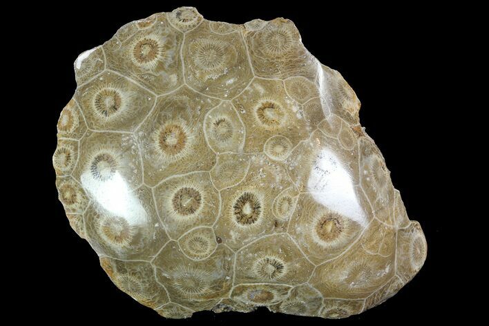 Polished Fossil Coral (Actinocyathus) - Morocco #85050